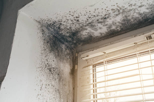 Affordable Mold Removal solutions in Williamsburg, PA